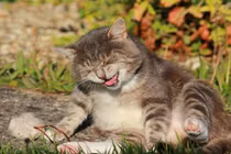 Ngưỡng mộ cuộc sống tràn đầy niềm vui của đôi mèo cưng