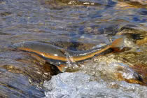 Ấn tượng cảnh đàn cá hoa vàng vượt thác sinh sản