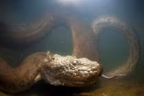 Ghê rợn rắn ăn thịt bạn tình sau khi mây mưa 