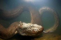 Ghê rợn rắn ăn thịt bạn tình sau khi mây mưa 