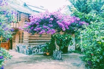 Lạc vào Ma Rừng Lữ Quán - trái tim giữa núi rừng Đà Lạt