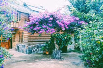 Lạc vào Ma Rừng Lữ Quán - trái tim giữa núi rừng Đà Lạt