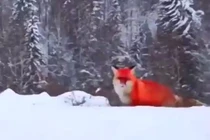 Cáo đỏ đẹp như hồ ly tinh xuất hiện, dư luận bàng hoàng