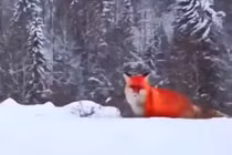 Cáo đỏ đẹp như hồ ly tinh xuất hiện, dư luận bàng hoàng