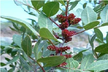 Nhựa nhũ hương giảm đau