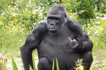 Bị làm phiền, khỉ đột giơ ngón tay làm điều không ngờ