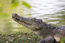 Hí hửng mua thịt cá sấu và cái kết hết hồn 