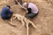 Cuốc đất trong vườn, tìm được thứ khổng lồ gây choáng váng