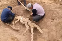 Cuốc đất trong vườn, tìm được thứ khổng lồ gây choáng váng