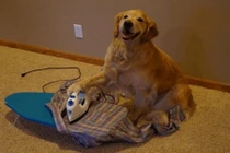 Chết cười những khoảnh khắc động vật “ảo tưởng sức mạnh” 