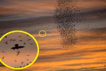 Ngoạn mục chim sáo đá tụ tập cả nghìn con dằn mặt chim ưng 