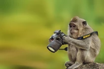 Khi động vật hoang dã khoái làm nhiếp ảnh gia 