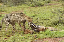 Ngựa vằn con chết thảm khi lạc vào lãnh thổ báo đốm