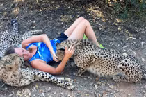 Chuyện lạ hôm nay: Người phụ nữ ăn ngủ được với báo hoang