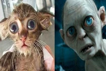 Khó tin hình ảnh thú cưng như từ phim ra đời thực 