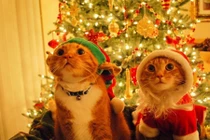 Chết mê động vật diện đồ Noel phấn khích đón Giáng sinh