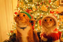 Chết mê động vật diện đồ Noel phấn khích đón Giáng sinh