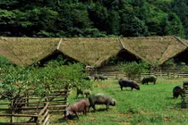 Cuộc sống như mơ của đàn lợn hạnh phúc nhất thế giới