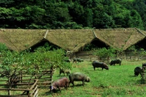 Cuộc sống như mơ của đàn lợn hạnh phúc nhất thế giới