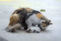 Rớt nước mắt cảnh mèo mẹ ngã gục bên xác con