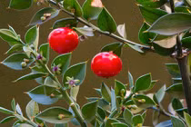 Kỳ lạ loài cây có quả mọc ngay trên mặt lá