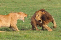 Sư tử đực kiên trì quyến rũ sư tử cái hung dữ và kết đẹp