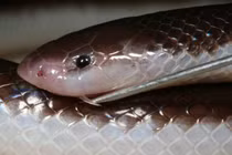 Rùng mình loài rắn đáng sợ hơn cả rắn hổ mang