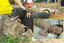 Thấy chó cưng đào bới điên cuồng, phát hiện điều rùng rợn 