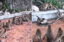 Trăn săn giết khỉ con "bạo lực" và hành động bất ngờ của cả đàn...