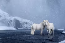 Vẻ đẹp huyền thoại những con ngựa hoang dã hậu duệ ngựa thần