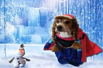 Cô chó hóa thân vào nhân vật hoạt hình gây sốt