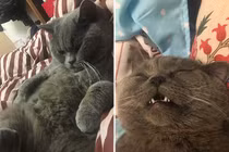 Mèo đực dân chơi "yêu" cả dàn hậu cung/đêm đến kiệt sức đi truyền...