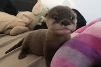 Mải mê ngắm khoảnh khắc “đốn tim” của rái cá đáng yêu