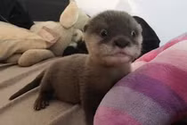 Mải mê ngắm khoảnh khắc “đốn tim” của rái cá đáng yêu