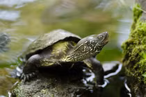 Đau bụng tưởng chết, cô gái phát hiện điều kinh dị ở vùng kín