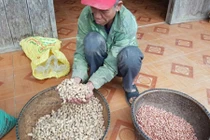 Hạt giống hỗ trợ nông dân nghèo Quảng Bình... không nảy mầm