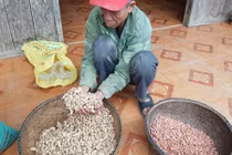 Hạt giống hỗ trợ nông dân nghèo Quảng Bình... không nảy mầm