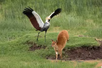 Sếu đỉnh đầu đỏ sừng sộ xua đuổi linh dương gây bất ngờ