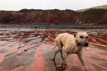 Bãi biển đổi màu đỏ máu sau một đêm, lộ nguyên nhân bất ngờ