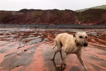 Bãi biển đổi màu đỏ máu sau một đêm, lộ nguyên nhân bất ngờ