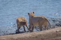 Sư tử "ỷ mạnh hiếp yếu" cướp thịt linh cẩu chột mắt