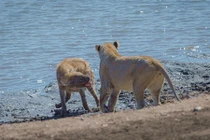 Sư tử "ỷ mạnh hiếp yếu" cướp thịt linh cẩu chột mắt