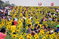 Hình ảnh không đẹp tại ngày khai hội hoa hướng dương 