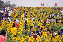 Hình ảnh không đẹp tại ngày khai hội hoa hướng dương 
