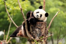 Gấu trúc tạo dáng cực yêu khi nhiếp ảnh gia ghé thăm