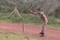 Rắn hổ mang chúa hiền "như cún", "quy phục" chàng binh sĩ siêu ngầu