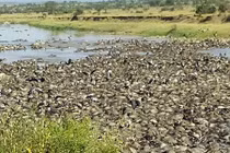 Thảm cảnh linh dương đầu bò chết hàng loạt ở châu Phi