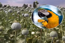 Vẹt "nghiện ma túy" khiến nông dân khốn khổ?