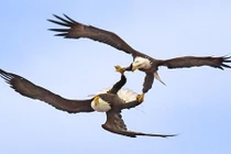 Vũ điệu giao phối giữa không trung của đại bàng 