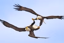 Vũ điệu giao phối giữa không trung của đại bàng 